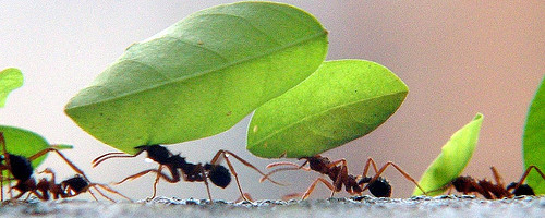 Formigas em fila
